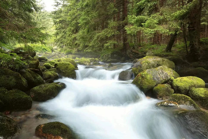 Fototapetes ar skaistu ainavu - Tatru nacionālais parks - kalna ūpe, zaļa D-ART