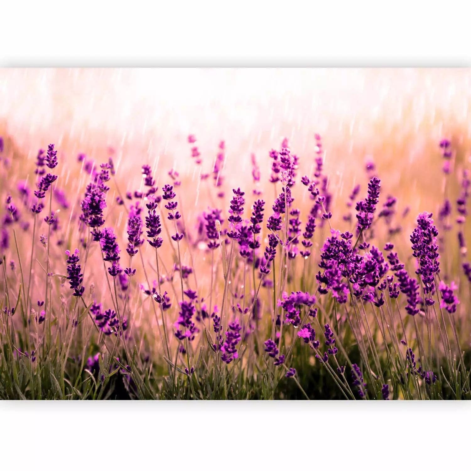 Fototapetes - Lavanda - pļavas ainava ar ziediem un neskaidru fonu  G-ART