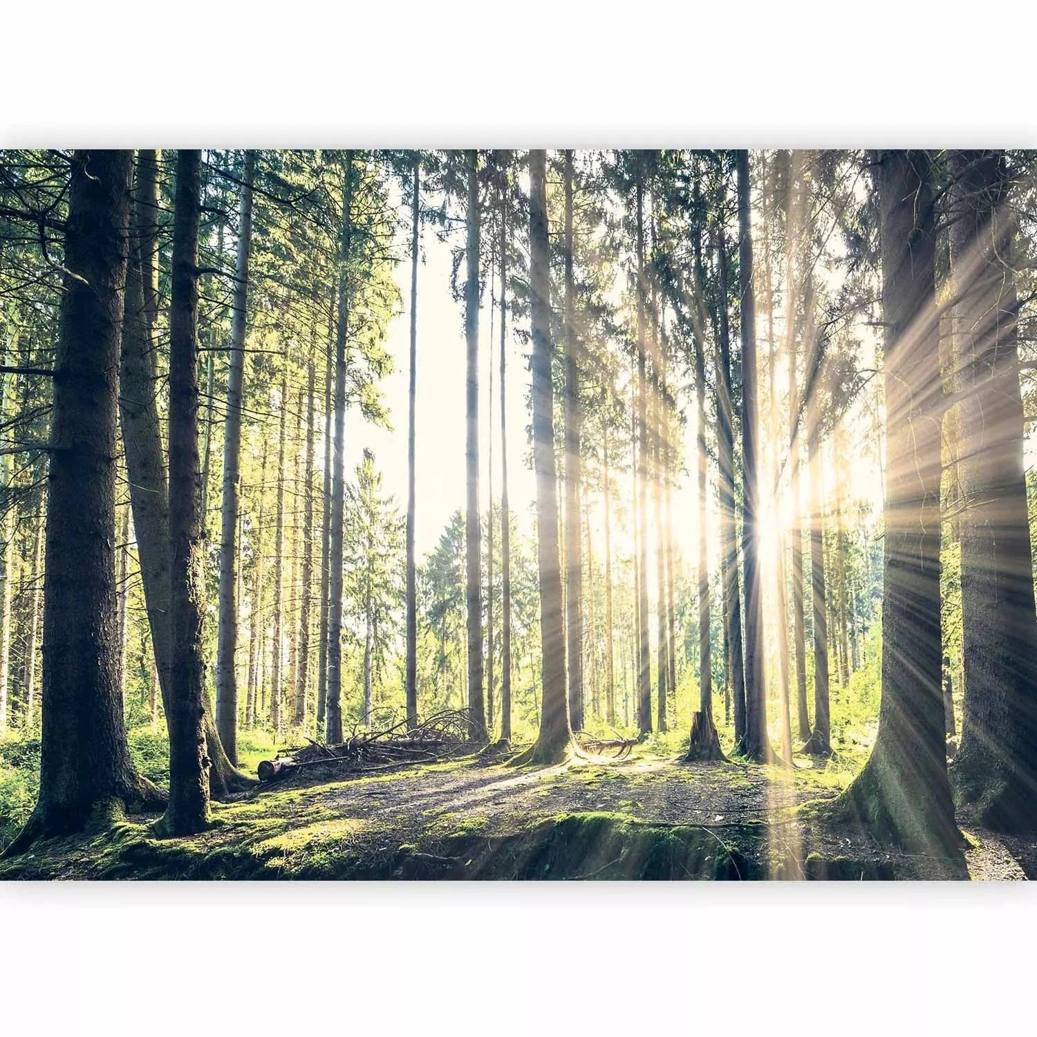 Fototapetes ar mežu - Pastaiga mežā, dabiskā zaļā krāsā G-ART