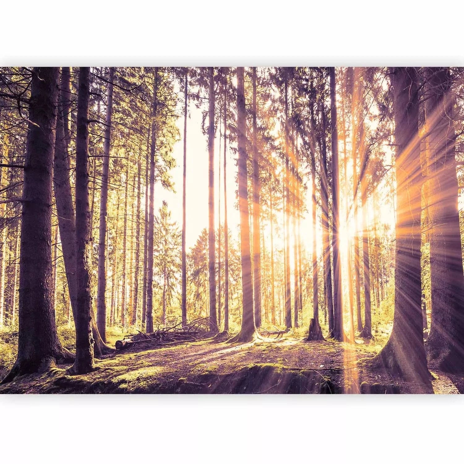 Fototapetes ar saulainu mežu - Pēcpusdiena mežā - cena G-ART