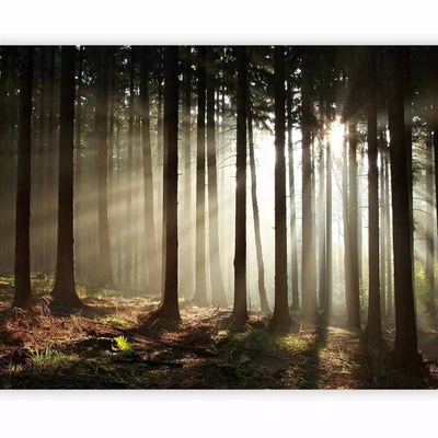 Fototapetes ar mežu - Skuju mežs ar saules stariem G-ART
