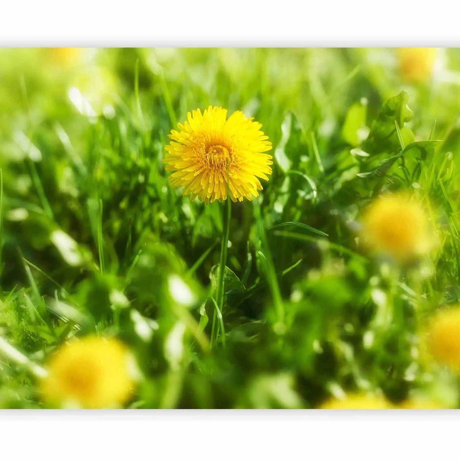 Fototapetes ar pienenēm - Dzeltenas pienenes, dzeltenā/zaļā G-ART