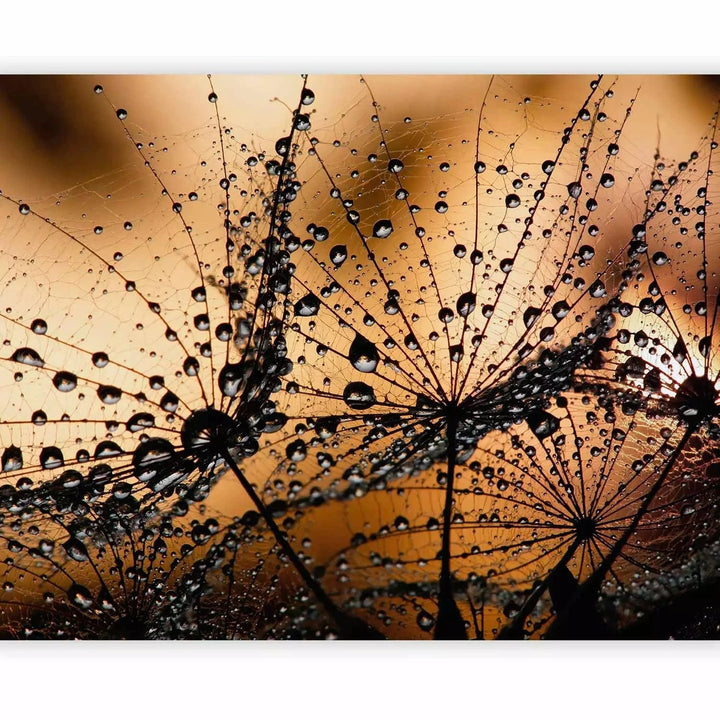 Fototapetes ar pienenēm - Makro tuvplāns ar pienenēm saullēktā G-ART