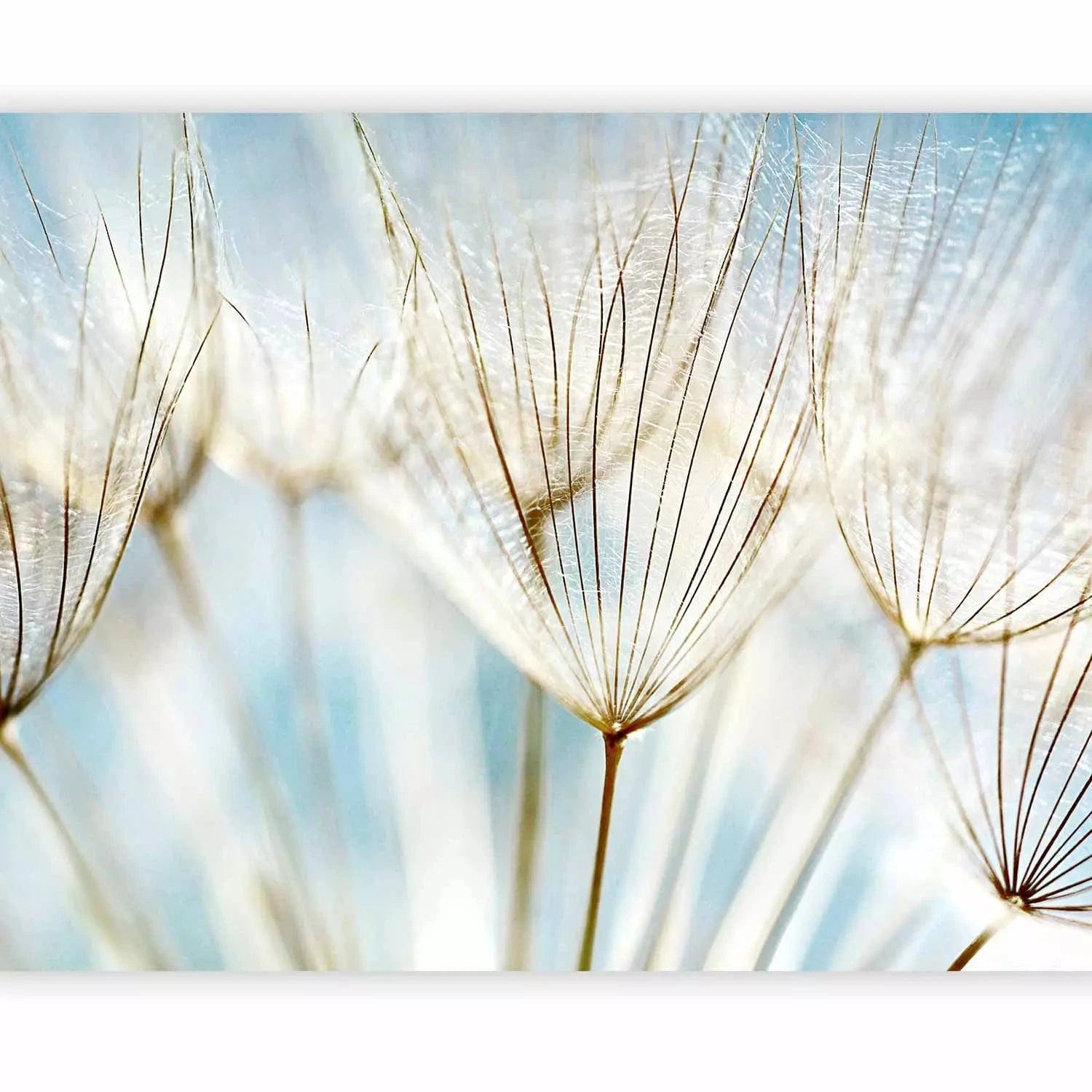 Fototapetes ar pienenēm - Pienene tuvplānā uz neskaidra fona, zila G-ART