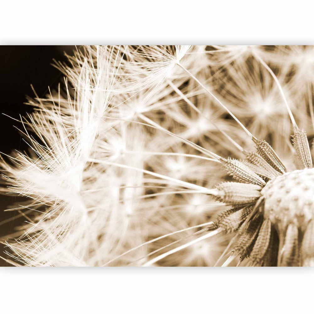 Fototapetes ar pienenēm - Pienenes sēpija toņos - 60150  G-ART