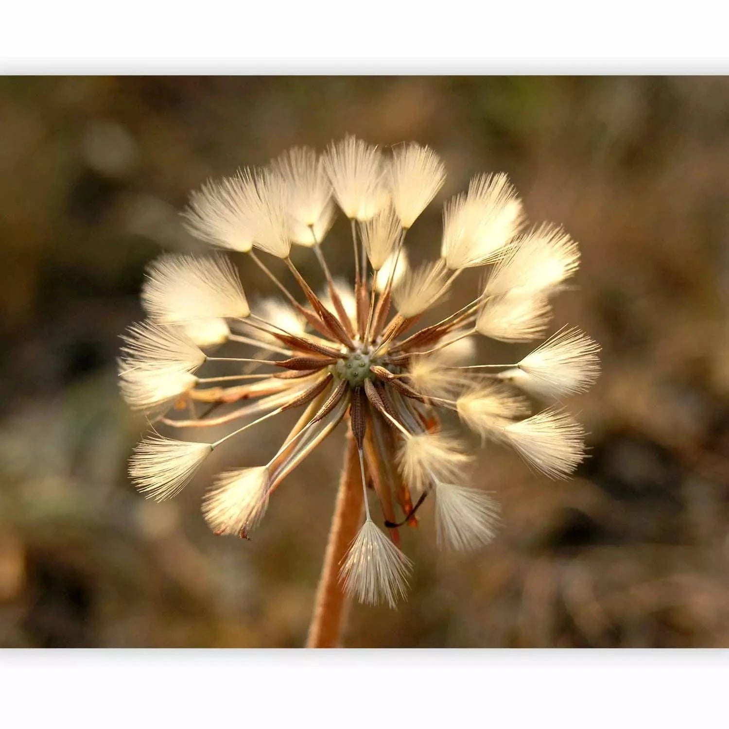 Fototapetes ar pienenēm - Vasaras laiks - pienenes, sēpijā toņos G-ART