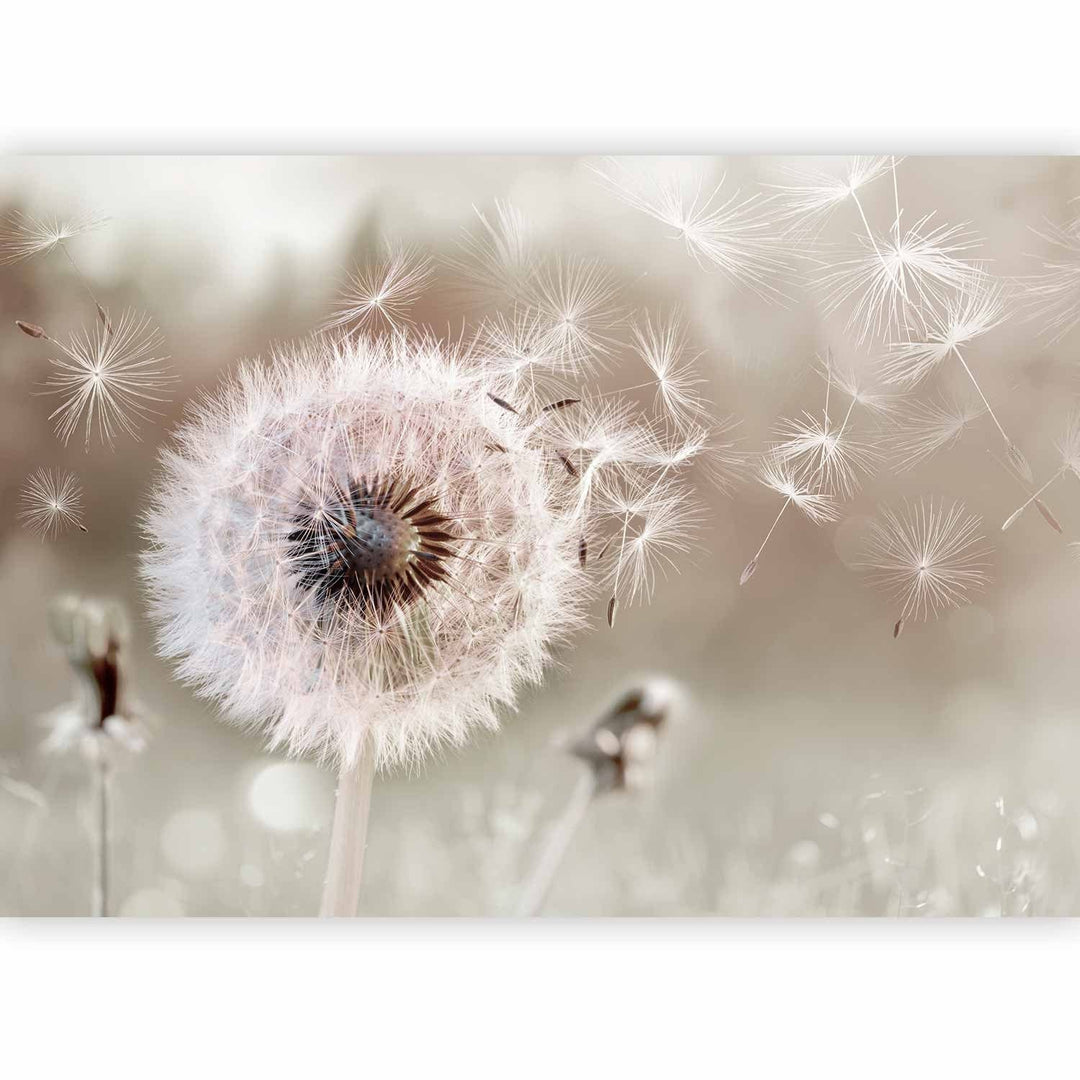 Romantiskas fototapetes ar pienenēm sepija krāsā, guļamistabai, 136028 G-ART