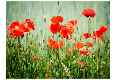 Wall Murals with meadow poppies - Poppy Blooming Meadows, 60398 G-ART