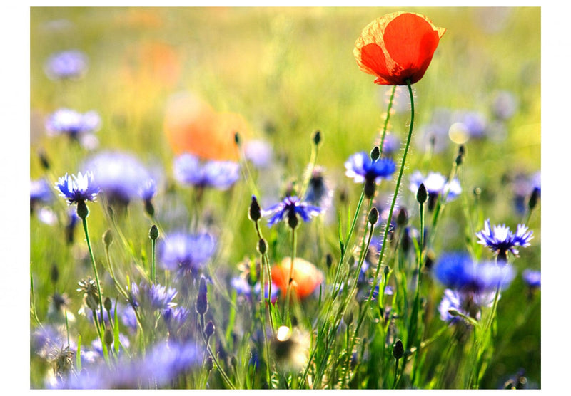 Fototapetai su pievų gėlėmis - Summer Meadow Beauties, 60479 G-ART