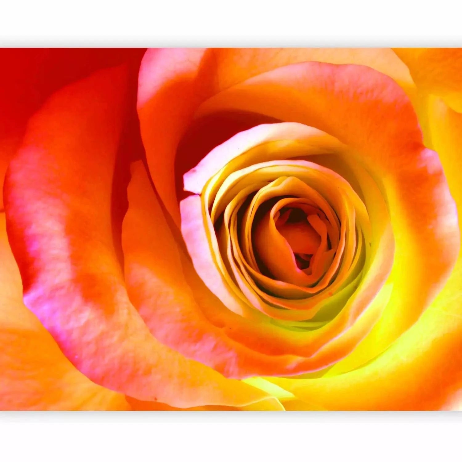 Fototapetes ar rozēm, košas krāsās - Tuksneša roze, 60330 G-ART