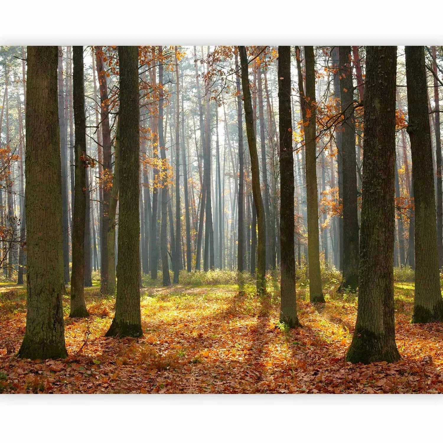 Fototapetes ar rudens ainavu - Rudens koki - rudens krāsās G-ART