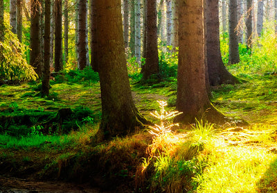 Fototapetes ar saulainu mežu - Brīnišķīgs mežs, 97978 G-ART