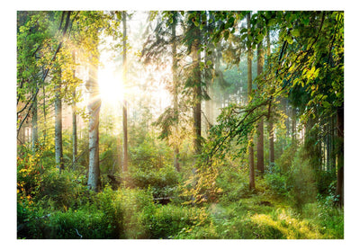 Valokuvatapetti aurinkoisella metsällä - kesyttämätön luonto, 91566 G-ART