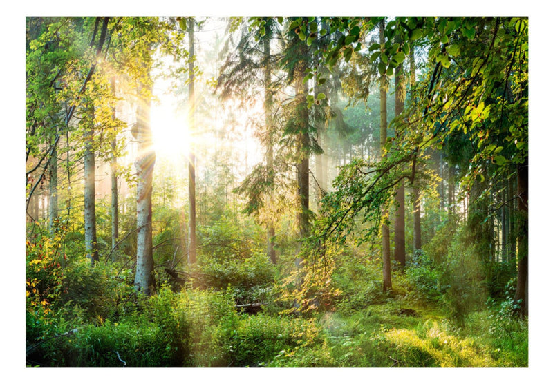 Fototapeet päikesepaistelise metsaga - Untamed Nature, 91566 G-ART