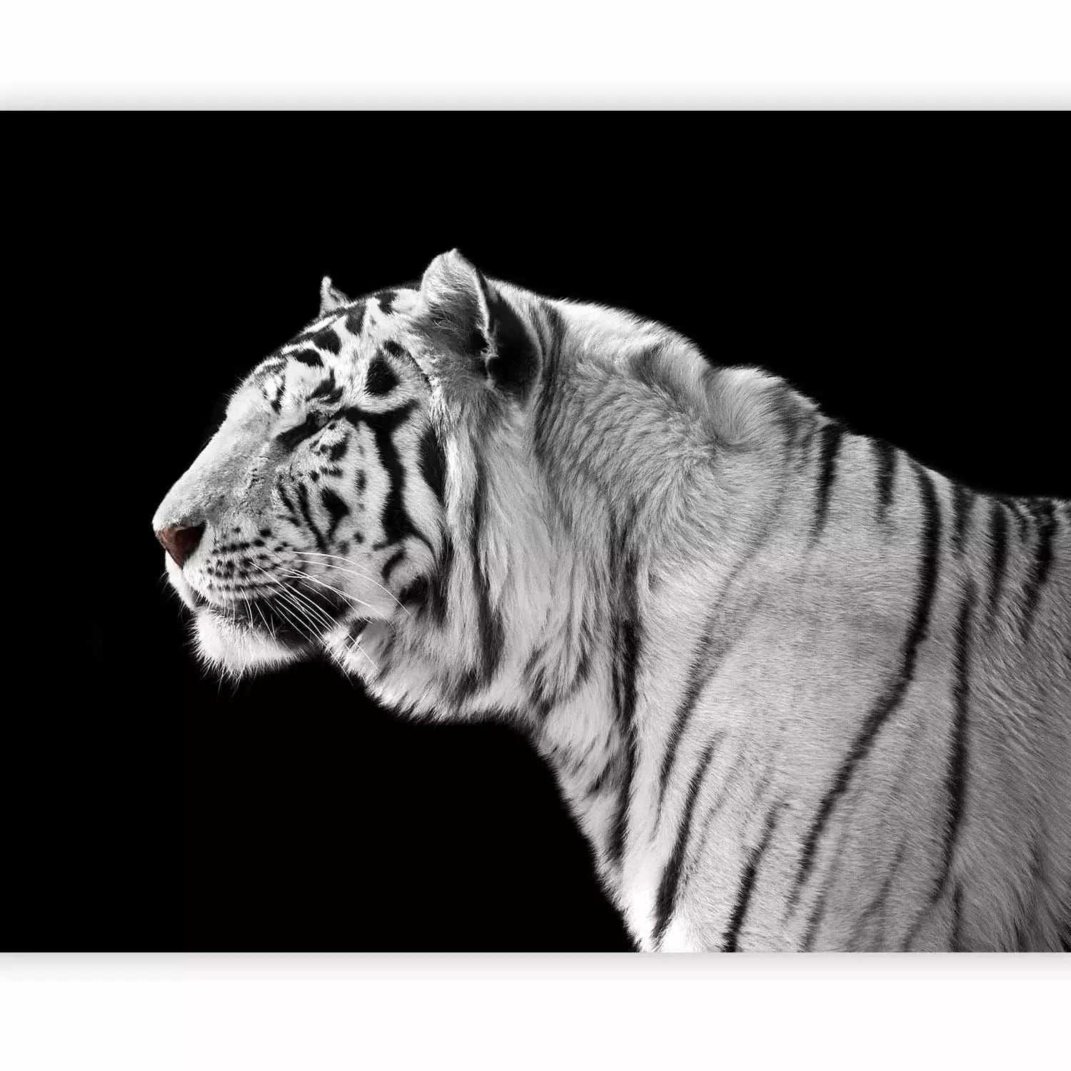 Fototapetes ar balto tīģeri uz melna fona - viesistabai G-ART