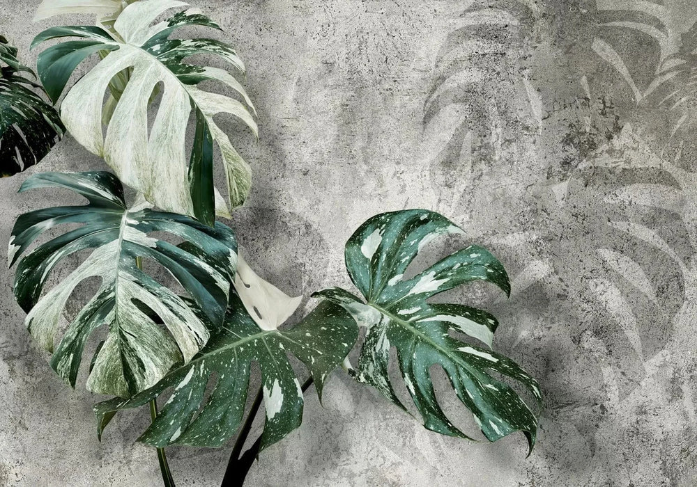 Fototapetes ar zaļām Monstera lapām uz tumši pelēka fona, 135503 G-ART