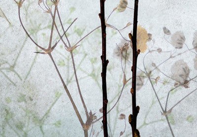 Fototapetes ar ziediem - Lunārija pļavā, 134635 G-ART