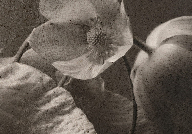 Fototapetes ar ziediem - Retro krāšņums, 137246 G-ART