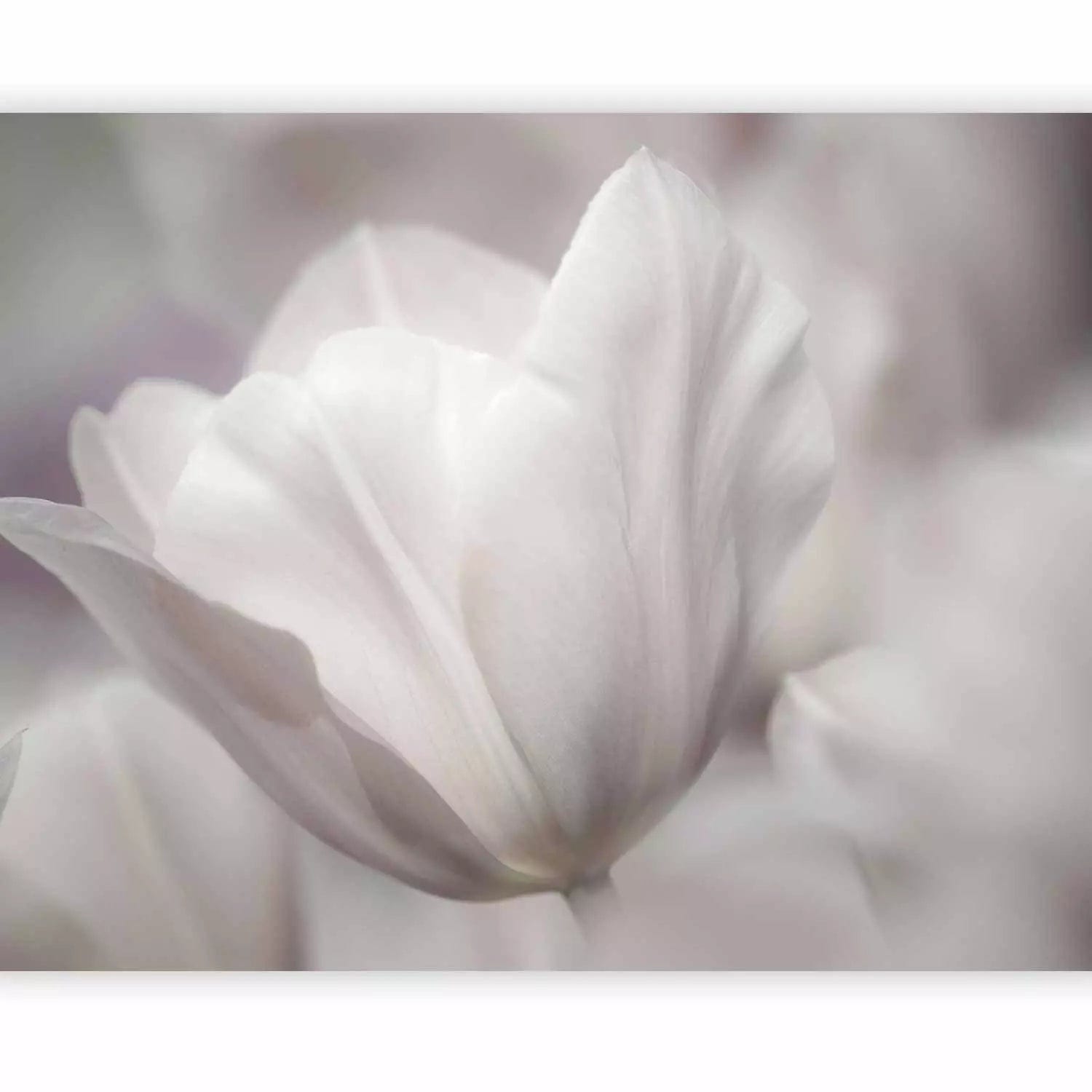 Fototapetes ar melnbalto fotografiju ar tuplem - interjerā, 60346 G-ART