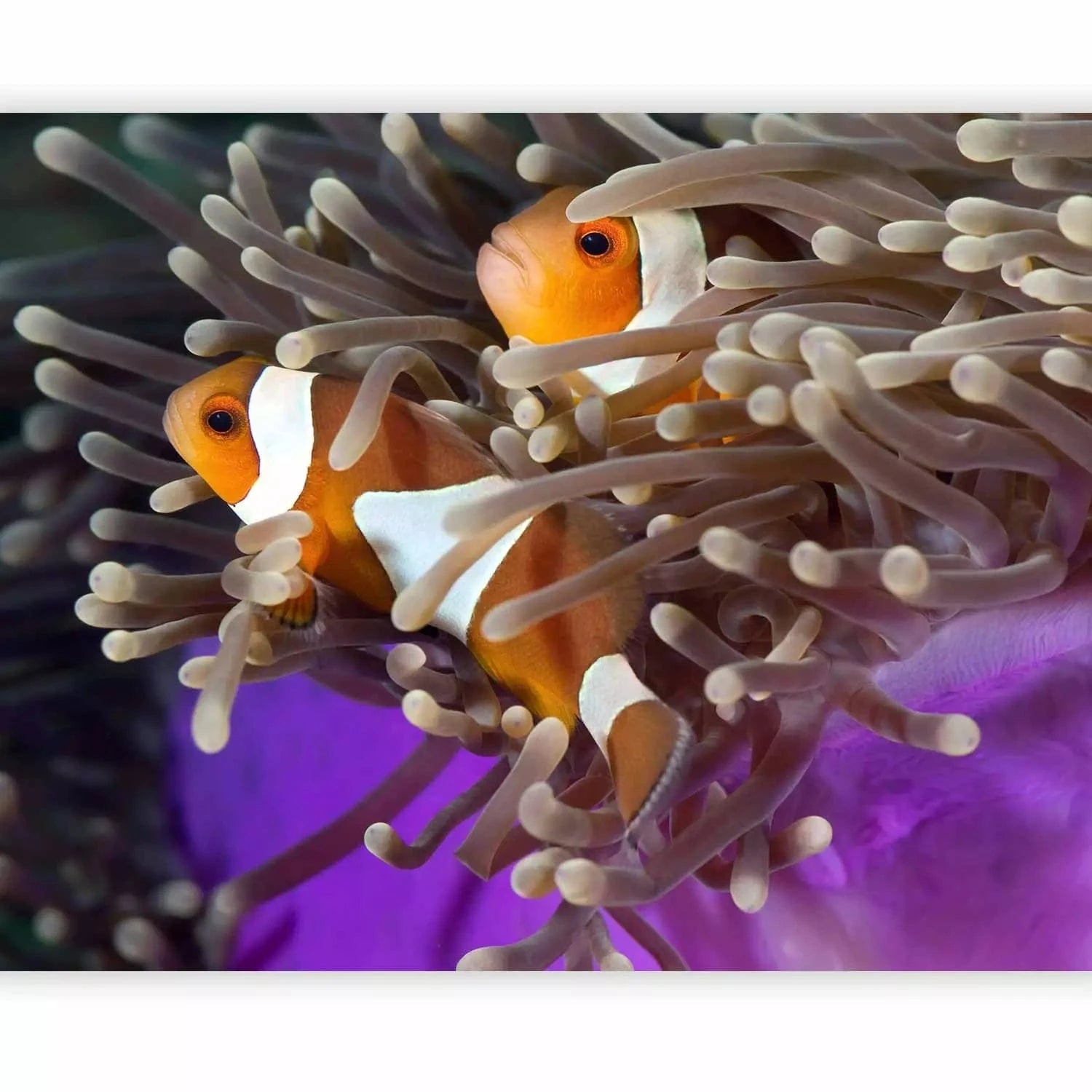 Fototapetes ar zivtiņam - Klaunzivs, 61263 G-ART