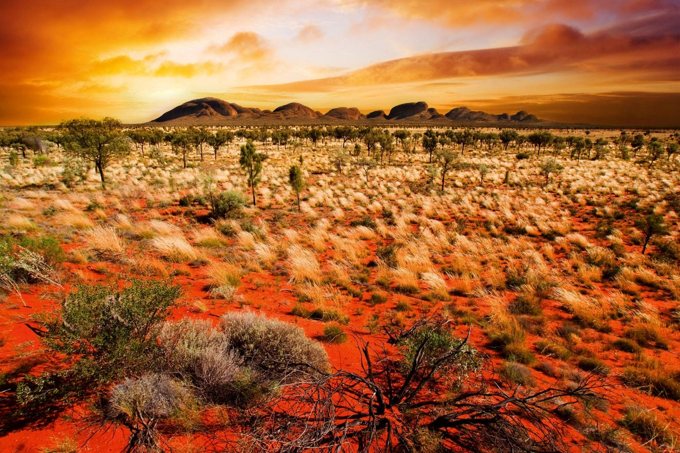 Fototapetes - Austrālijas sarkanā ainava saulrietā | oranžā krāsā D-ART