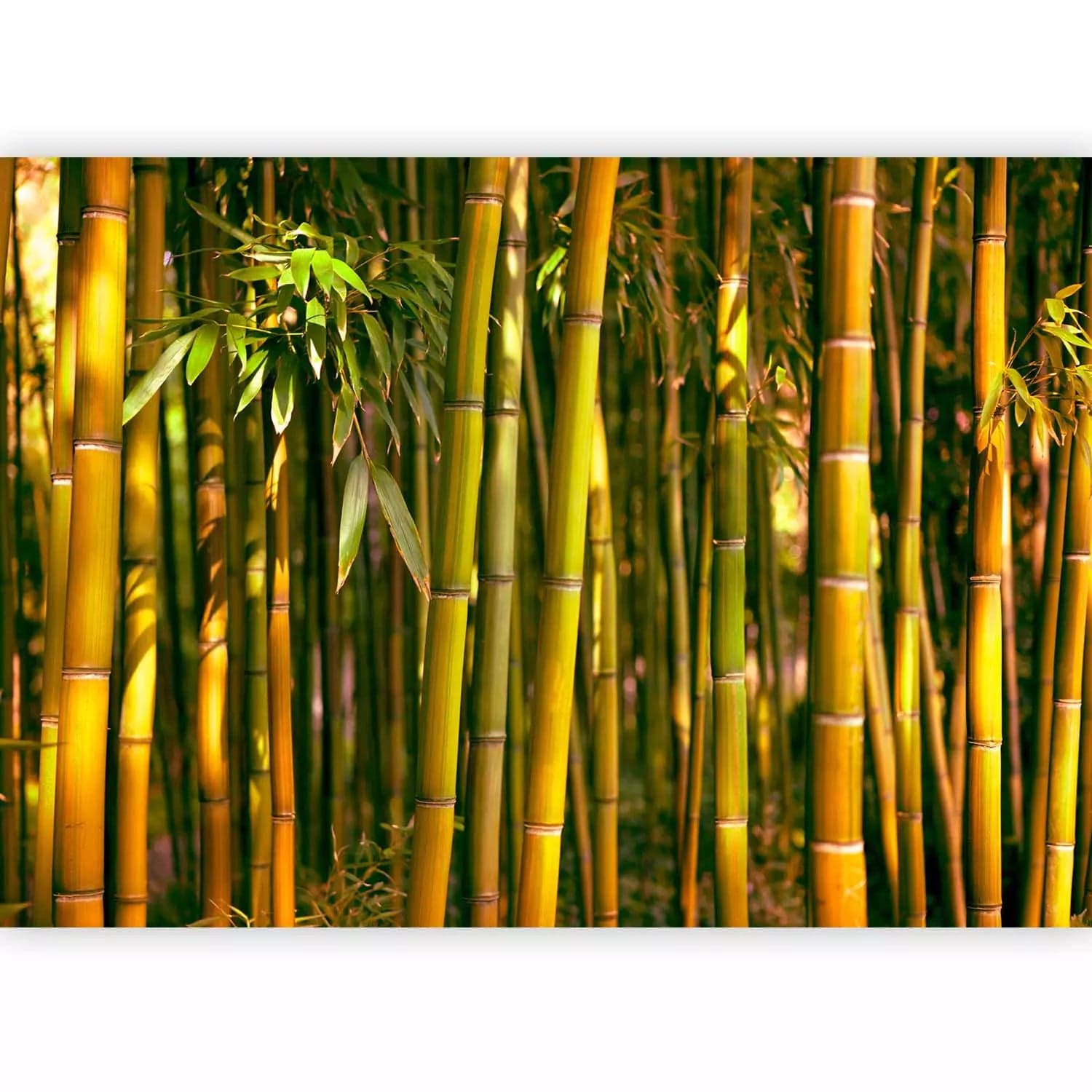 Fototapetes ar bambusa mežu un saulrietu, 88724 - izvēlies kvalitāti G-ART