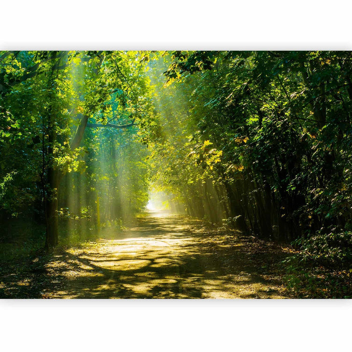Fototapetes - Meža ainava - relaksējošs ceļš saulē starp kokiem, 62336 G-ART