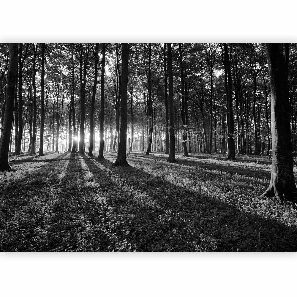 Dabas fototapetes - melnbalts mežš - dažādi izmēri,  61892  G-ART