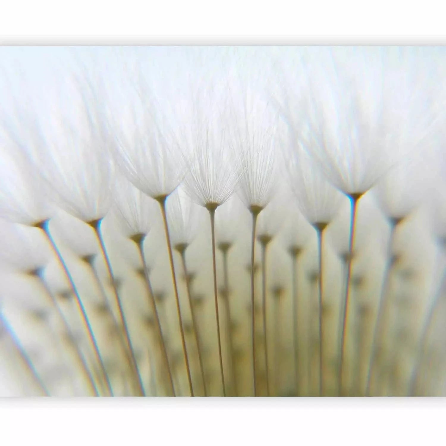 Fototapetes - kompozīcija ar pienenēm skandināvu stilā - pirkt G-ART