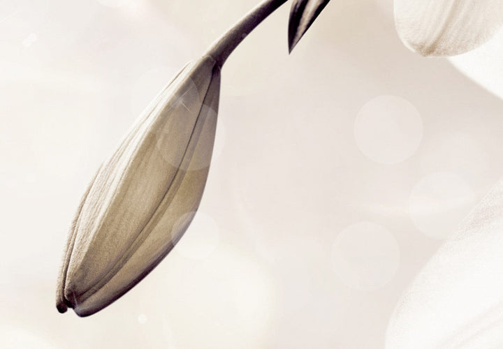 Fototapetes - Lilijas guļamistabai, krēmkrāsas lilijas, 142376 G-ART