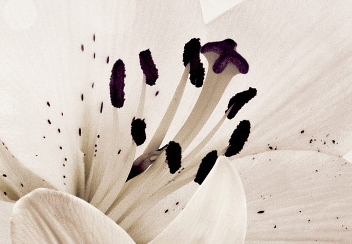 Fototapetes - Lilijas guļamistabai, krēmkrāsas lilijas, 142376 G-ART