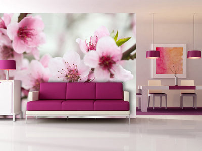 Fototapetes Pavasaris, ziedošs koks - rozā ziedi G-ART
