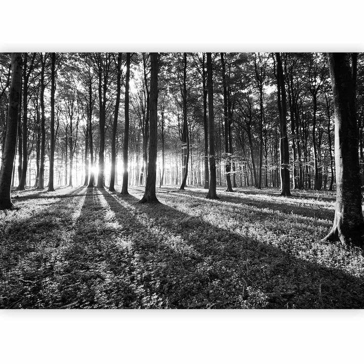 Fototapetes ar dabu - melnbalts saulains mežs, 91230  G-ART