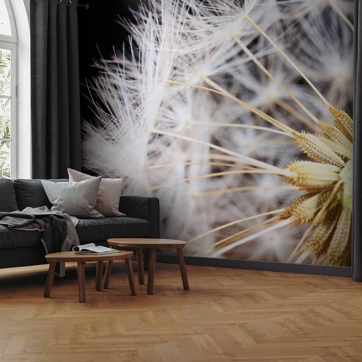 Fototapetes - Pūkainas pienenes zieds uz melna fona tuvplānā, 60151 G-ART