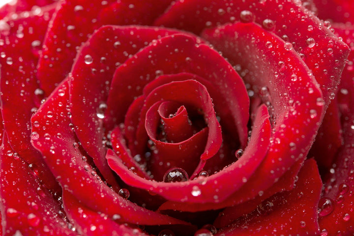 Fototapetes - Sarkanā roze ar rasas lāsēm tuvplānā | Tapetenshop.lv D-ART