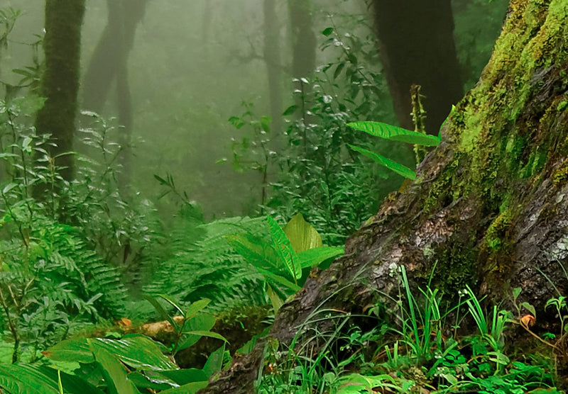 Fototapetes - Tropu mežs ar zaļumiem un miglu, 150970 G-ART