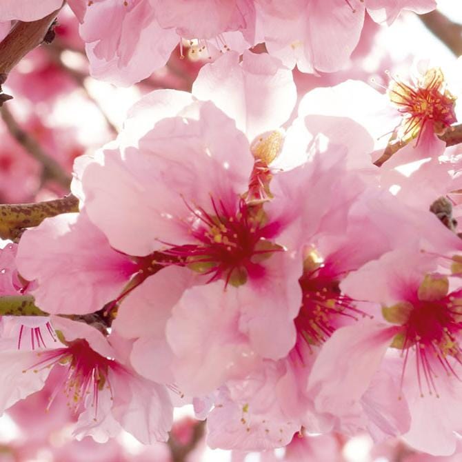 Pašlīmējošas fototapetes virtuvei - Ābeles ziedēšana  (180x60 cm) Art4home