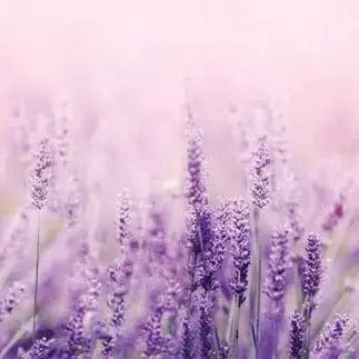 Pašlīmējošas fototapetes virtuvei ar ziedu rakstu - Lavanda  (260x60 cm) Art4home