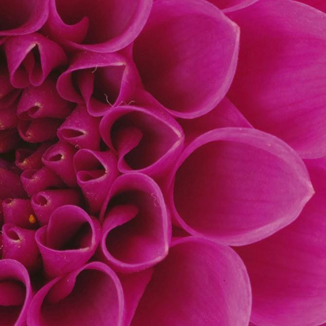 Pašlīmējošas fototapetes virtuvei - Rozā dālija  (180x60 cm) Art4home