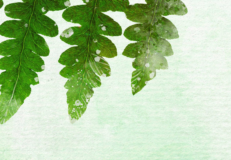 Fototapetai žalių atspalvių - Paparčio lapas, 143163 G-ART