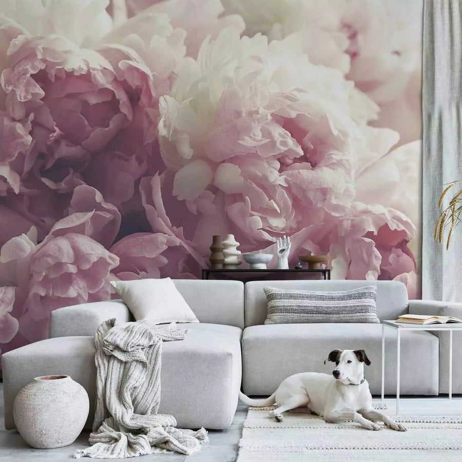 Fototapetes - Ziedošās peonijas - rozā toņos G-ART