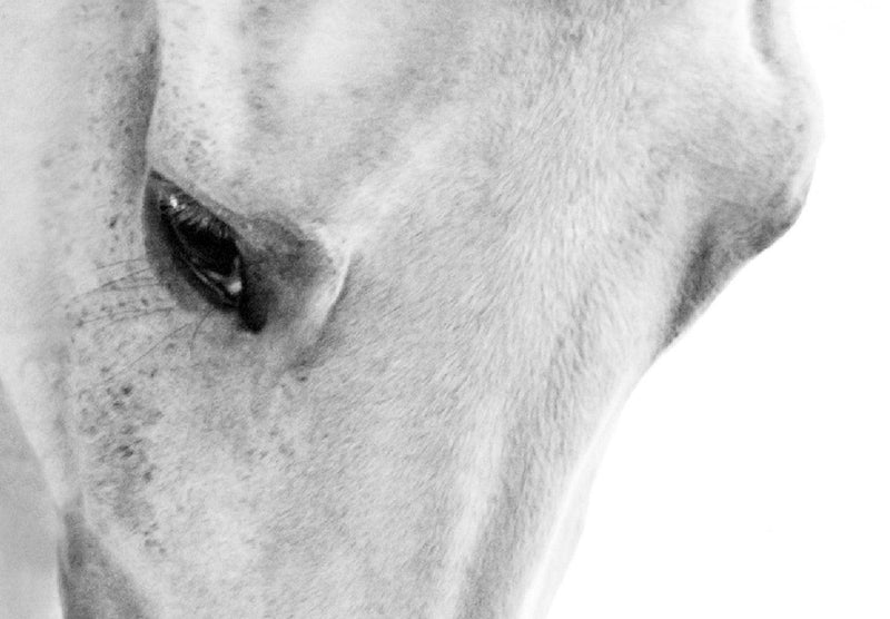 Glezna ar zirgu - Balts zirgs (x 1) Tapetenshop.lv.