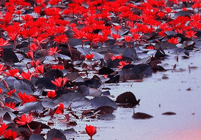 Glezna uz akrila stikla ar sarkaniem ziediem - Mīlestības upe, 92509 Artgeist