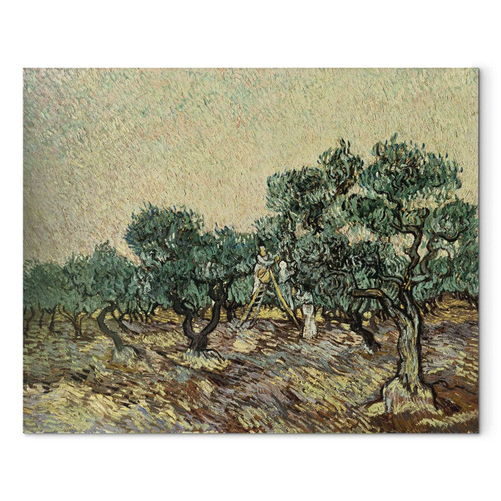 Gleznas reprodukcija /Vinsents van Gogs/ - Olīvu vācēji G ART