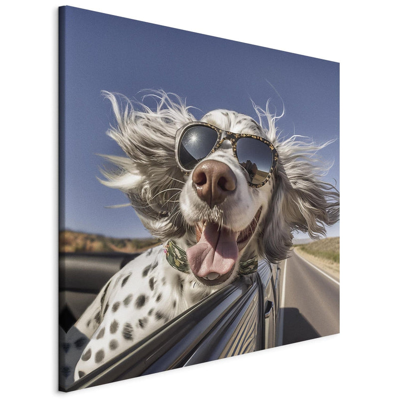 Glezna - Angļu seteris - suns ar brillēm brauc automašīnā, 150193 Tapetenshop.lv