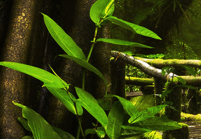 Paveikslai ant drobės su žalios spalvos gamta - Magic Jungle, (x5), 92632 G-ART.