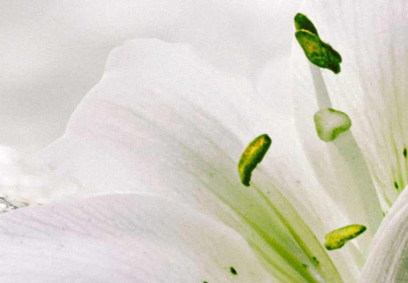 Glezna ar elegantām baltām lilijām - Jutekliskā smalkjūtība, 93794, (x5) Tapetenshop.lv.