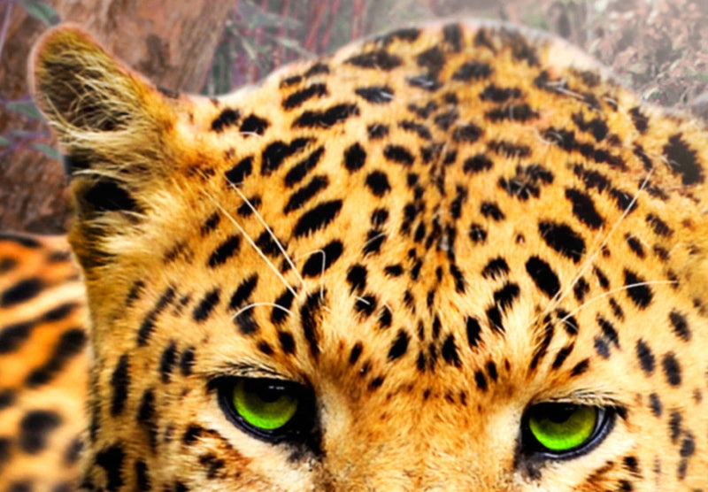 Canvas-taulut leopardilla - Leopardin rentoutuminen, 92277, (x5) G-ART.