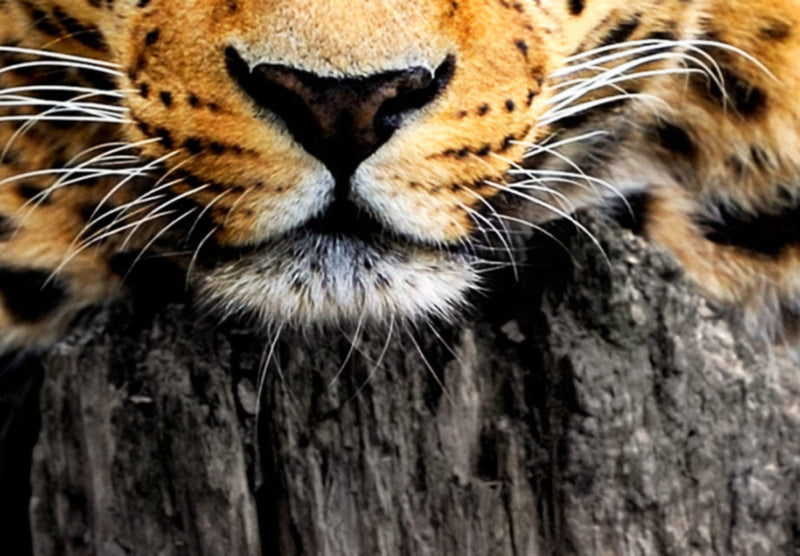 Canva with leopard - Afternoon rest, 92276, (x5) G-ART.