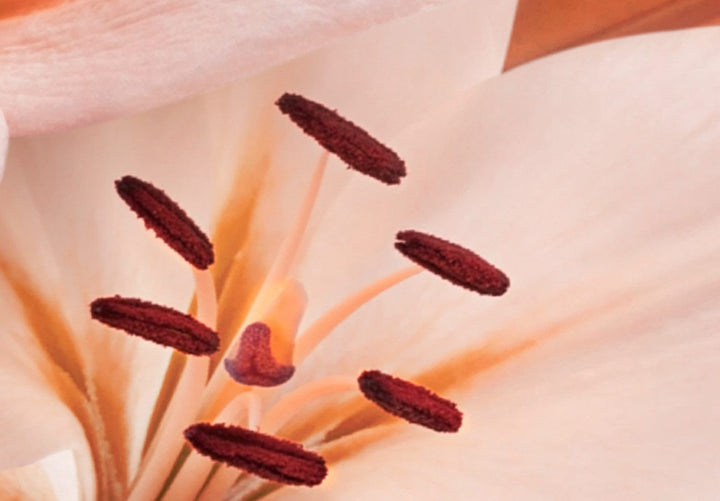 Glezna viesistabai ar lilijām koraļkrāsā - Koraļļu lilijas, (x5), 92261 G-ART